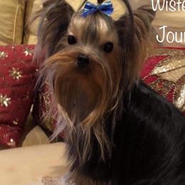 Journey - Yorkshire Terrier