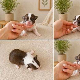 Boy - Chocolate and white male Chihuahua puppy in Miami, Florida from Natalias Tiny Puppies
