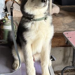 Geo - Gray and white male Alaskan Malamute puppy in Great Bend, Kansas from Snowybleu Kennels