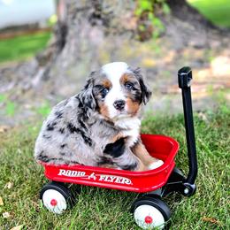 OPIE - Blue male Companion Cross puppy in Viking, Minnesota from Son Shine Farm