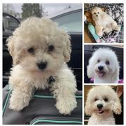 Goldendoodles and Shorkies from Doodle Paradise