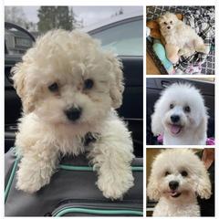 Goldendoodles and Shorkies from Doodle Paradise