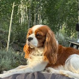 Angel - Cavalier King Charles Spaniel