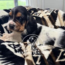 Ringo - Black white and brown male Basset Hound puppy in Richmond, Kentucky from Walters Hollow Hounds