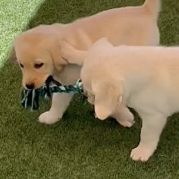 Labrador Retrievers from Ivory’s Yellow Labs