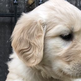 Golden Retrievers from Sovereignty Grace Goldens