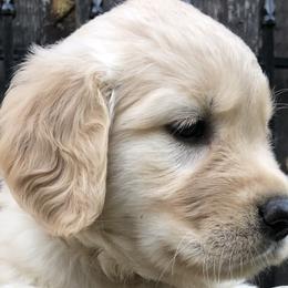 Golden Retrievers from Sovereignty Grace Goldens
