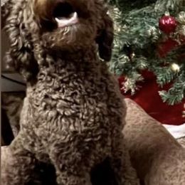 Goldendoodles from Doodles 4 Decades