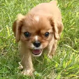 Cavalier King Charles Spaniel puppies from Puppies of Newington