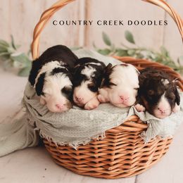 Bernedoodle Puppies from Country Creek Doodles