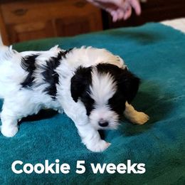 Cookie - female Yorkipoo puppy in Renton, Washington from Junes Maltipoos