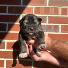 Orange - Sable and white male Siberian Husky puppy in Virginia Beach, Virginia from Fly Siberian