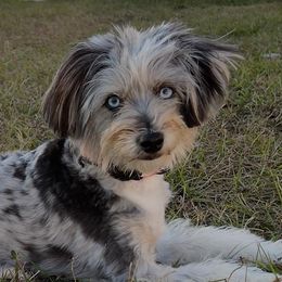 Aussiedoodles from Reigning Doodles