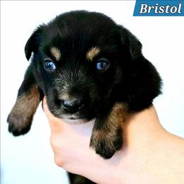 Bristol - Black tri male Miniature Australian Shepherd puppy in Punta Gorda, Florida from Christie's Creekside Aussies