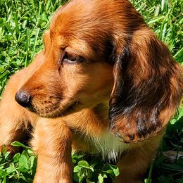 Dachshunds from B&M Farm Dachshunds