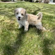 Milkshake - Cream female Double Doodle puppy in Middleton, Idaho from Krystle’s Premier Doodles