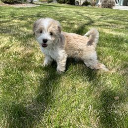 Milkshake - Cream female Double Doodle puppy in Middleton, Idaho from Krystle’s Premier Doodles