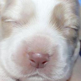 Cocker Spaniels from Sweet Pups