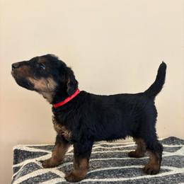 Milo - Black and tan male Airedale Terrier puppy in Huntersville, North Carolina from Cool Hand Luke Kennels