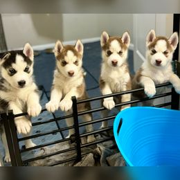 Siberian Husky Puppies from Nova’s Puppy Haven