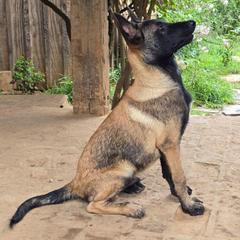 Cautious Clay - Fawn sable male Belgian Malinois puppy in Elizabethton, Tennessee from Forever Family K9
