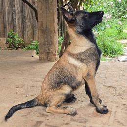 Cautious Clay - Fawn sable male Belgian Malinois puppy in Elizabethton, Tennessee from Forever Family K9