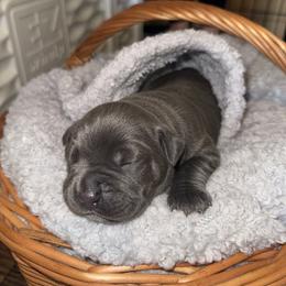 Girl 3 - Gray female Cane Corso puppy in Colorado Springs, Colorado from Legacy Bloodline