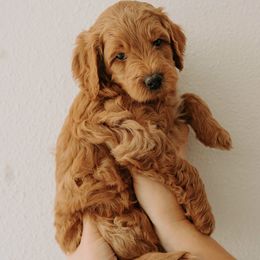Goldendoodle Puppies from Patton Doodles