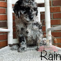 Aussiedoodle Puppies from Ridgeline Doodles