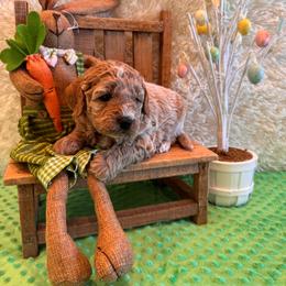 Tristen - Apricot male Goldendoodle puppy in Bucyrus, Missouri from Hill Top Pomskies