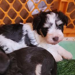 Moxy - Parti female Miniature Schnauzer puppy in Ferndale, Washington from Blackhorse Schnauzers Washington state