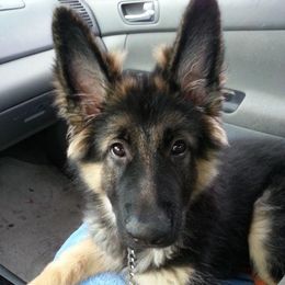 German Shepherds from Vom Wagners German Shepherds