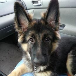 German Shepherds from Vom Wagners German Shepherds
