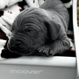 Remington - Blue male Weimaraner puppy in Taylorsville, Mississippi from Southern Magnolia Weimaraners