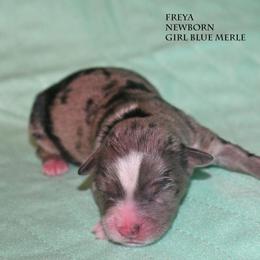 Freya - Blue merle female Miniature Australian Shepherd puppy in Patterson, North Carolina from DreamLine Aussies