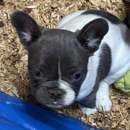 Taz - Blue male French Bulldog puppy in Prineville, Oregon from Felicia's Frenchies