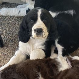 English Springer Spaniel Puppies from Micaela's Springers