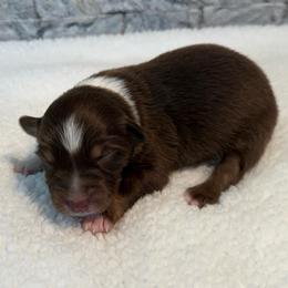 Valerie - Red tri female Miniature Australian Shepherd puppy in Midway, Texas from L Bar W Aussie Ranch