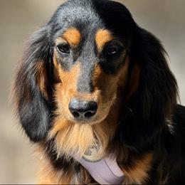 Mable - Dachshund