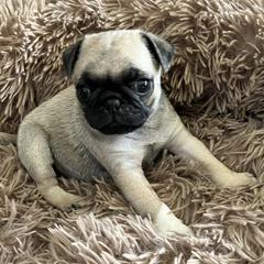 Pugs from Sherry's Pugs