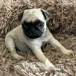 Pugs from Sherry's Pugs