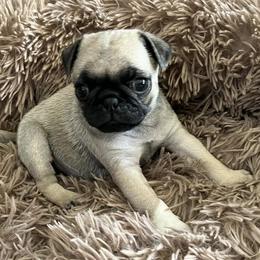 Pugs from Sherry's Pugs