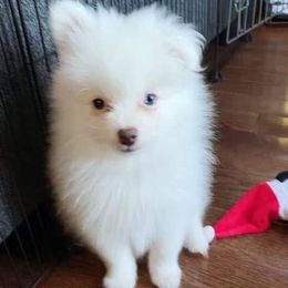 Pomeranian Puppies from KB Pom Pups