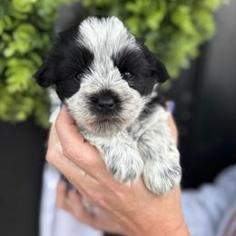 Light pink girl - Parti female Miniature Schnauzer puppy in Oneonta, Alabama from Murphree Valley Kennels