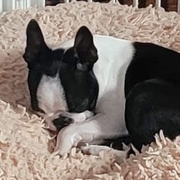 Boston Terrier Puppies from Big Sky Bostons