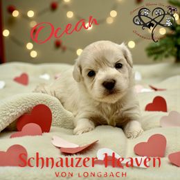 Ocean AKC - Wheaten female Miniature Schnauzer puppy in Pelzer, South Carolina from Schnauzer Heaven Von Longbach