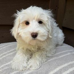 Sterling (Lime Green Collar) - Chalk female Australian Labradoodle puppy in Mount Gilead, North Carolina from Tillery Labradoodles