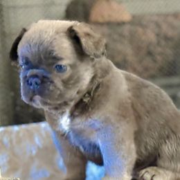 Boy 5 - Blue fawn male French Bulldog puppy in Fort Oglethorpe, Georgia from Jhuntfrenchies
