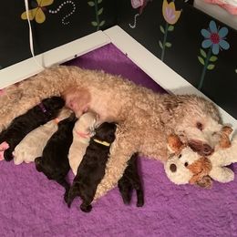 Australian Labradoodle Puppies from Charlotte Labradoodles