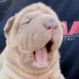 Chinese Shar-Pei from Morgan's Chinese Shar-Pei